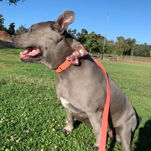 Hand-Made Dog Collar Accessories 🐾